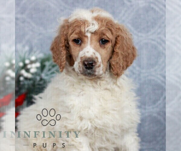 Medium Photo #4 Poodle (Standard) Puppy For Sale in LANCASTER, PA, USA