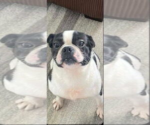 Boston Terrier Dogs for adoption in Brights Grove, Ontario, Canada