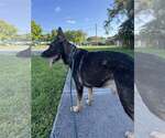 Small #6 German Shepherd Dog