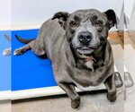 Small #8 Staffordshire Bull Terrier Mix