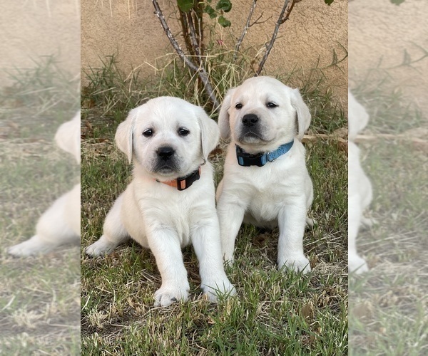 Medium Photo #2 Labrador Retriever Puppy For Sale in MORENO VALLEY, CA, USA