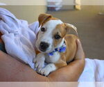 Small #2 American Pit Bull Terrier Mix