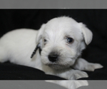 Small #7 Schnauzer (Miniature)
