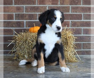 Bernese Mountain Dog Puppy for sale in FREDERICKSBG, OH, USA