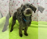 Small #5 Poodle (Miniature)