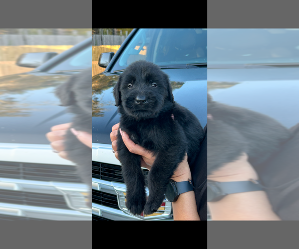 Medium Photo #1 Schnauzer (Giant) Puppy For Sale in SLIDELL, LA, USA