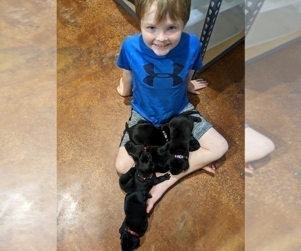 Medium Photo #4 Labrador Retriever Puppy For Sale in OZARK, MO, USA