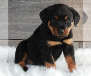 Rottweiler Puppy for sale in FREDERICKSBURG, OH, USA