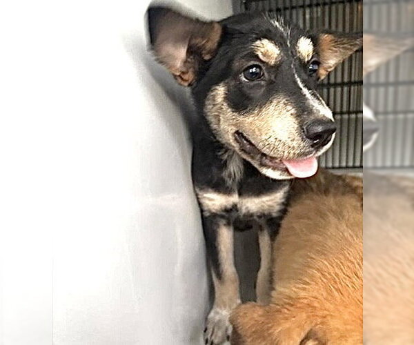 Medium Photo #1 German Shepherd Dog-Unknown Mix Puppy For Sale in Houston, TX, USA