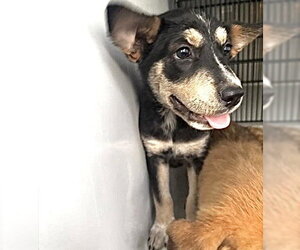 German Shepherd Dog-Unknown Mix Dogs for adoption in Houston, TX, USA