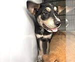 Small German Shepherd Dog Mix