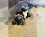Small Photo #3 Neapolitan Mastiff Puppy For Sale in Ellisville, MO, USA