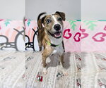 Small Catahoula Leopard Dog Mix
