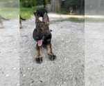 Small #5 German Shepherd Dog