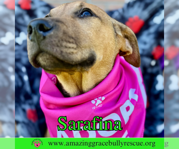 Medium Photo #4 Bulldog-Labrador Retriever Mix Puppy For Sale in Pensacola, FL, USA