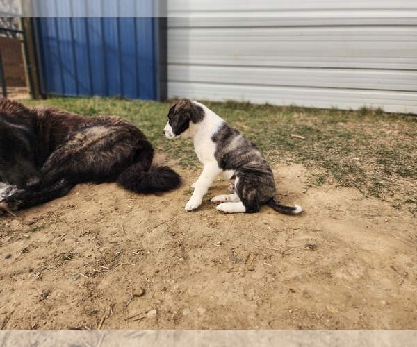 Medium Photo #7 Anatolian Shepherd Puppy For Sale in CUMBY, TX, USA