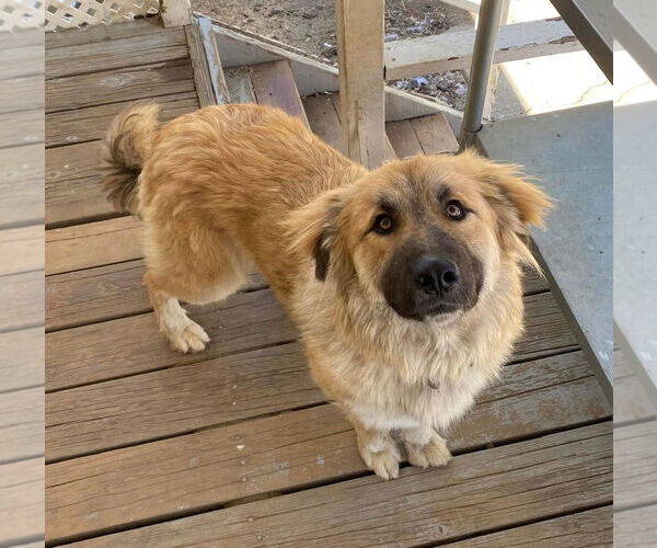 Medium Photo #2 Great Pyrenees-Unknown Mix Puppy For Sale in San Diego, CA, USA