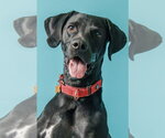 Small #9 Labrador Retriever Mix