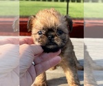 Small #6 Brussels Griffon