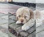 Small #4 Cockapoo (Miniature)