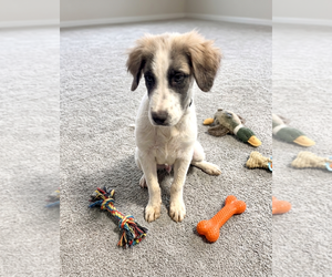**BENTLEY** - Male Aussie Pyrenees Dog for Adoption - Photo #2