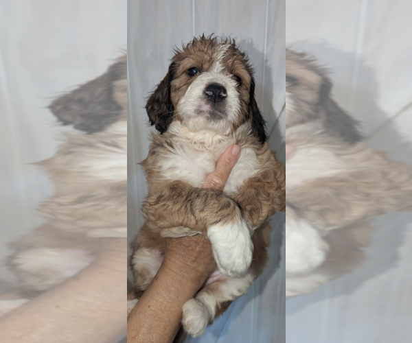 Medium Photo #1 Double Doodle Puppy For Sale in FAIRFIELD, CA, USA