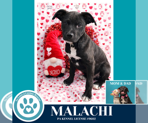 Malachi (Anabelle-Solomon Pup) 020726 - Male Borador Dog for Adoption - Photo #3
