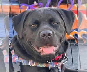 WILMA - Female Labrador Retriever-Unknown Mix Dog for Adoption - Photo #2