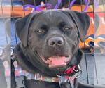 Small Photo #2 Labrador Retriever-Unknown Mix Puppy For Sale in Martinez, CA, USA