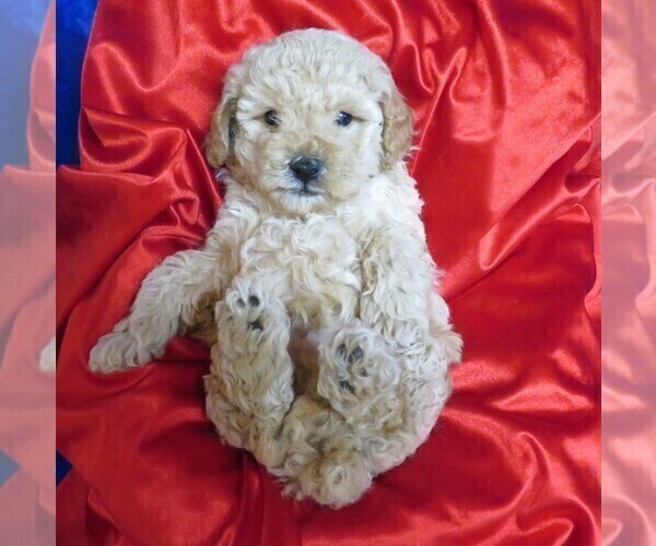 Medium Photo #5 Poodle (Miniature) Puppy For Sale in NORWOOD, MO, USA
