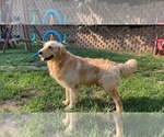 Small Photo #1 Golden Retriever Puppy For Sale in CHURCHVILLE, VA, USA