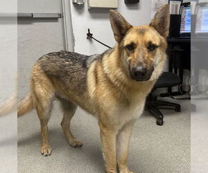 German Shepherd Dog Dogs for adoption in Palmetto, FL, USA