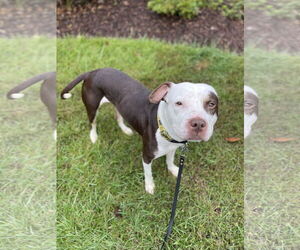 Quinn - Female American Pit Bull Terrier-Unknown Mix Dog for Adoption - Photo #2