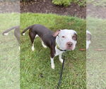 Small #4 American Pit Bull Terrier Mix