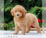 Small #6 Poodle (Miniature)