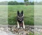 Small #5 German Shepherd Dog