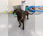 Small #2 American Staffordshire Terrier-Labrador Retriever Mix