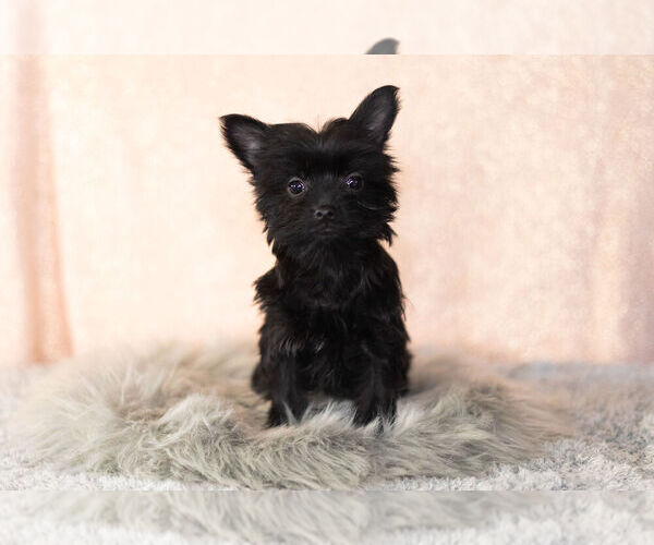 Medium Photo #13 YorkiePoo Puppy For Sale in NAPPANEE, IN, USA