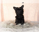 Small Photo #13 YorkiePoo Puppy For Sale in NAPPANEE, IN, USA