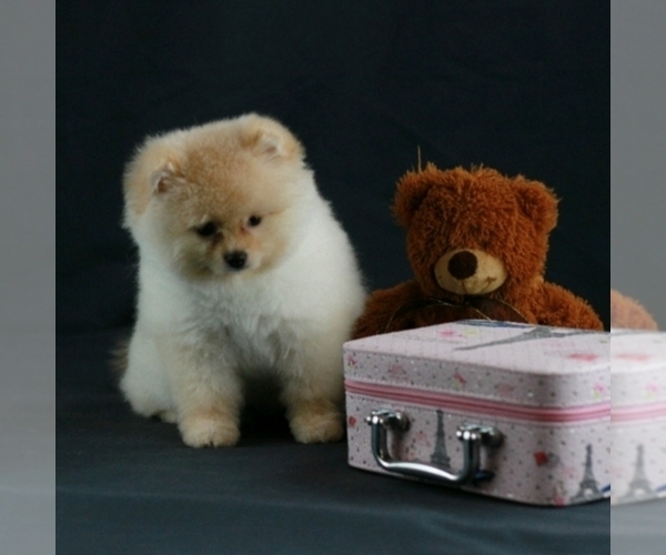 Medium Photo #2 Pomeranian Puppy For Sale in BROOKLYN, NY, USA