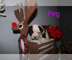 American Bulldog Puppy for sale in QUEENSBURY, NY, USA