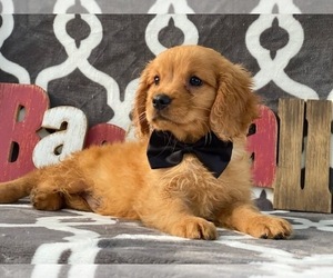 Golden Retriever Puppy for sale in LANCASTER, PA, USA