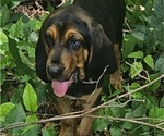 Small #4 Bloodhound