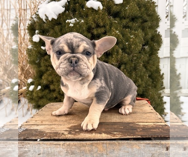 Medium Photo #5 French Bulldog Puppy For Sale in MIDDLEBURY, IN, USA