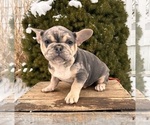 Small #4 French Bulldog