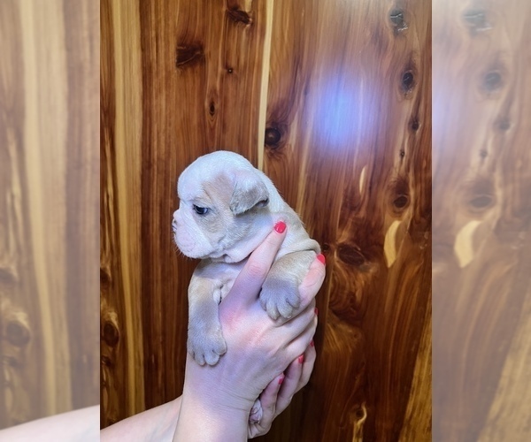 Medium Photo #12 Bulldog Puppy For Sale in GREERS FERRY, AR, USA