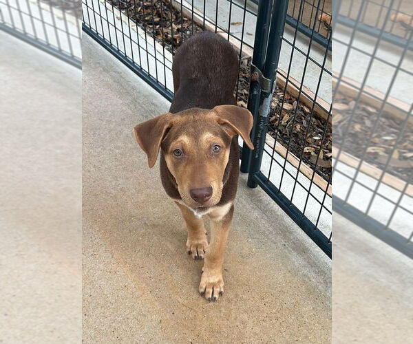 Medium Photo #1 Labrador Retriever-Unknown Mix Puppy For Sale in Oak Bluffs, MA, USA