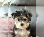 Small #2 Morkie