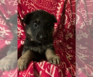 German Shepherd Dog Puppy for sale in HOLLISTER, MO, USA