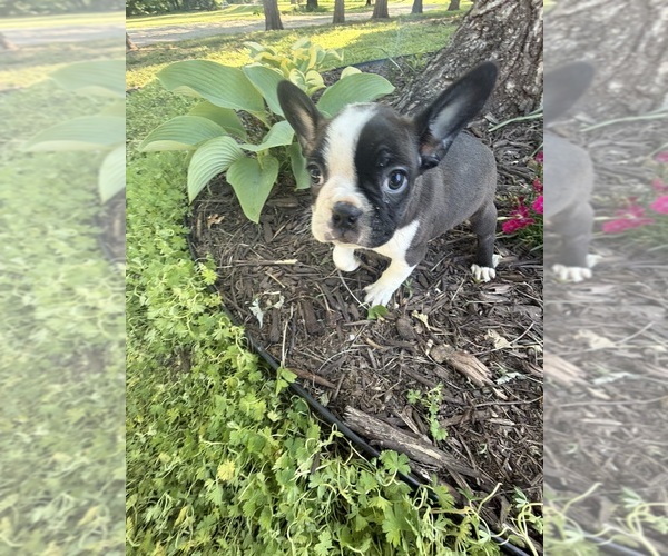 Medium Photo #10 Boston Terrier Puppy For Sale in FREDONIA, KS, USA